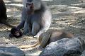 2010-08-24 (616) Aanranding en mishandeling gebeurd ook in de apenwereld